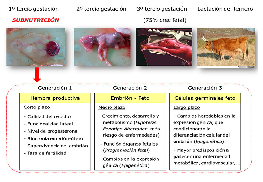 Figura 1