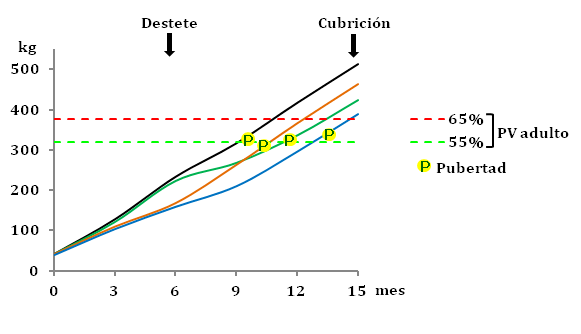 Gráfico 1. Evolución del peso y entrada en pubertad de las novillas.